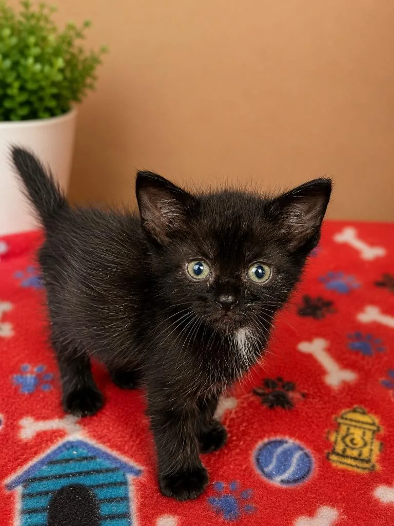 A baby small-sized female Domestic Short Hair cat named Jordan for adoption in Gautier, MS