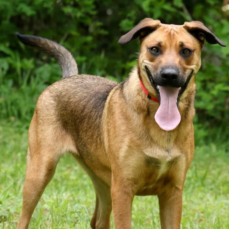 An adult medium-sized male Brown / Chocolate Black Mouth Cur dog named Michael for adoption in Franklin, NC