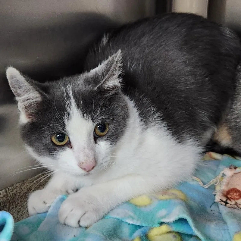 A baby small-sized male Gray / Blue / Silver Domestic Short Hair cat named Diorite for adoption in Grand Rapids, MI