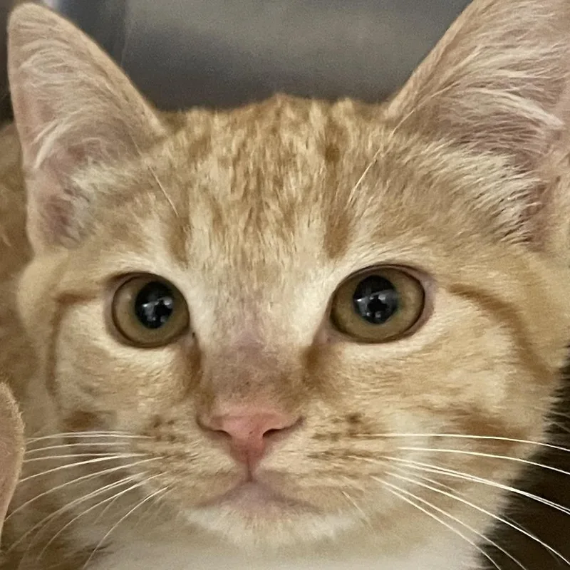 A baby small-sized male Orange / Red Domestic Short Hair cat named Zane for adoption in Buffalo, WY