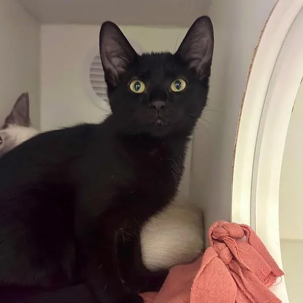 A baby medium-sized female Domestic Short Hair cat named Hadjar for adoption in Walnut Creek, CA