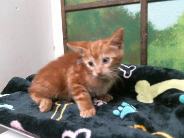 A baby small-sized male Domestic Short Hair cat named Orange for adoption in Houston, TX