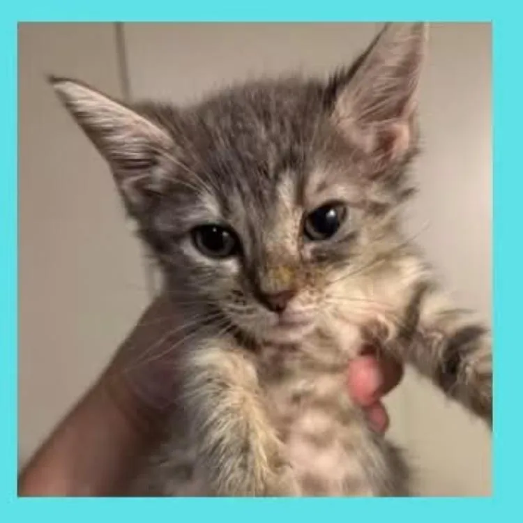 A baby small-sized female Gray / Blue / Silver Domestic Short Hair cat named Wobble for adoption in DeKalb, IL