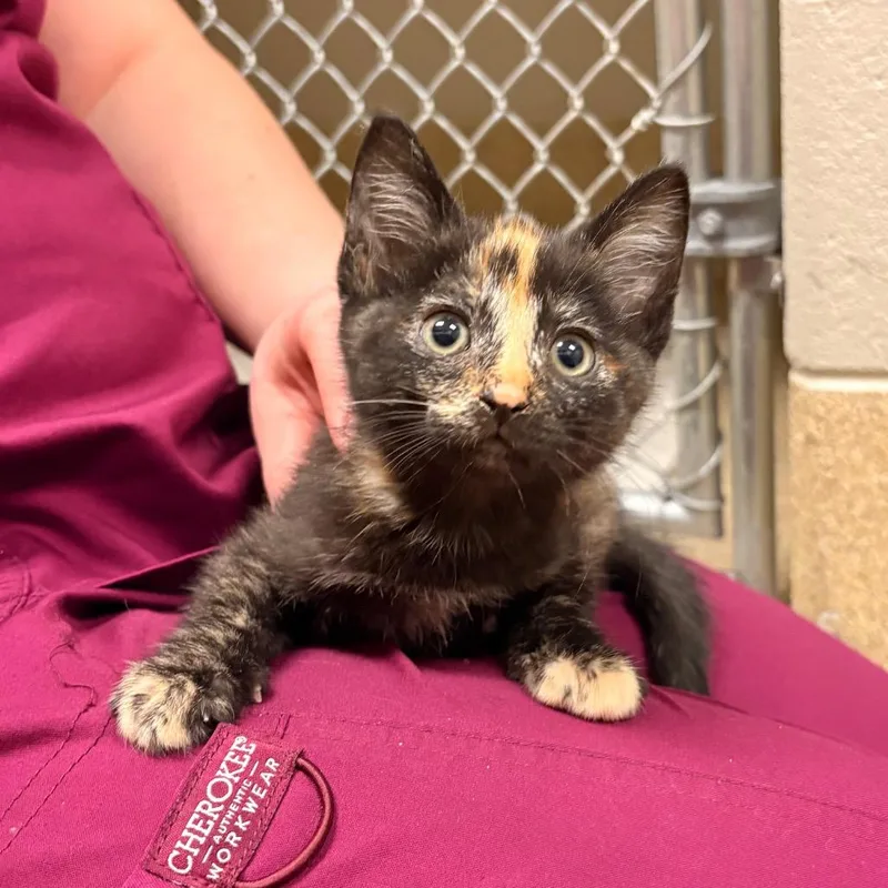 A baby small-sized female Black Domestic Short Hair cat named Granola Bar  Visit for adoption in Bristol, IN