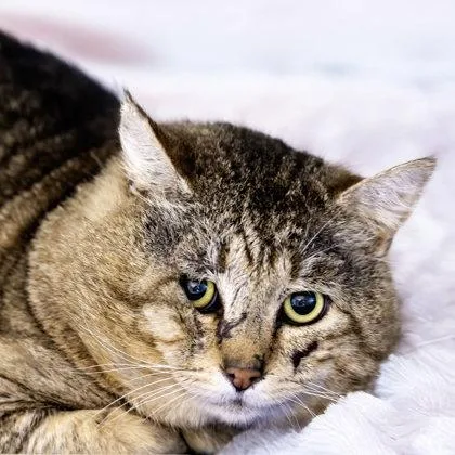 An adult medium-sized male Domestic Short Hair cat named Morris for adoption in Camano Island, WA