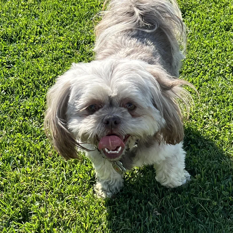 An adult small-sized female Yellow / Tan / Blond / Fawn Shih Tzu dog named Missy for adoption in Elkton, MI
