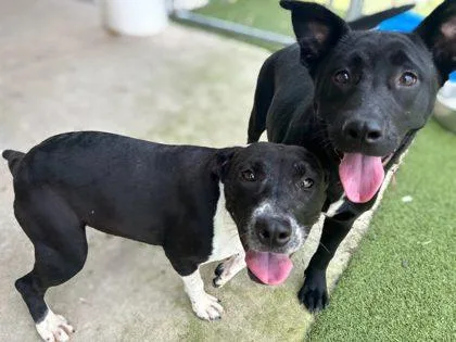 An adult medium-sized female Terrier dog named Marilyn for adoption in Gainesville, FL