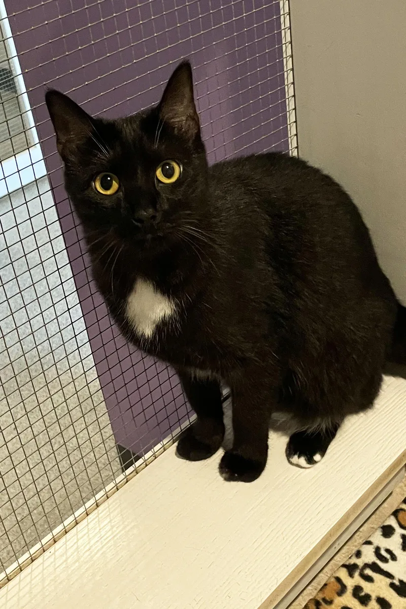 A young medium-sized female Black Domestic Short Hair cat named Scout for adoption in Lincoln, NE