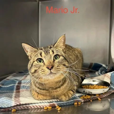 A young medium-sized male Domestic Short Hair cat named Mario Jr for adoption in Knoxville, TN