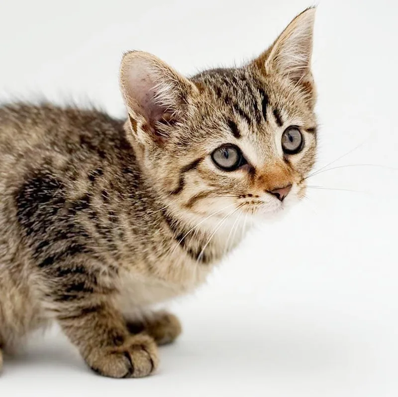 A baby small-sized female Tabby (Brown / Chocolate) Abyssinian cat named Waffles is simply wonderful for adoption in Bedford Hills, NY