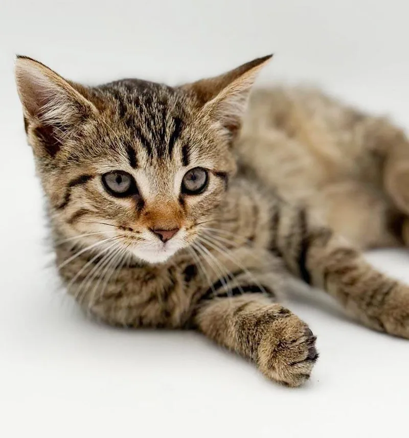 Waffles is simply wonderful thumbnail 2