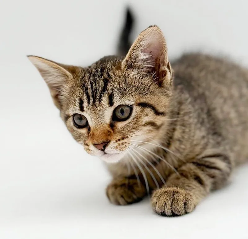 Waffles is simply wonderful thumbnail 3