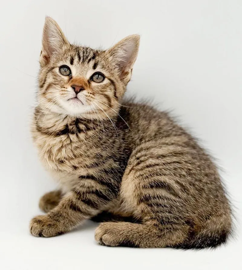 Waffles is simply wonderful thumbnail 4