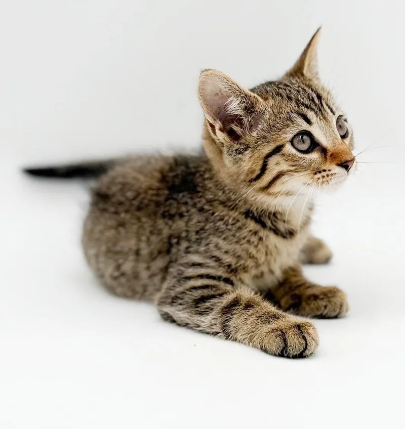 Waffles is simply wonderful thumbnail 6