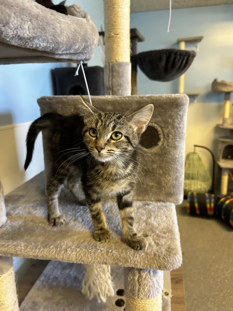 A baby small-sized male Domestic Short Hair cat named Ruffnut for adoption in Steeleville, IL