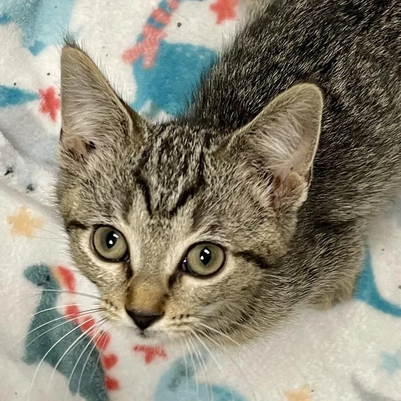 A baby medium-sized female Tabby (Brown / Chocolate) Domestic Short Hair cat named Pecan for adoption in Racine, WI