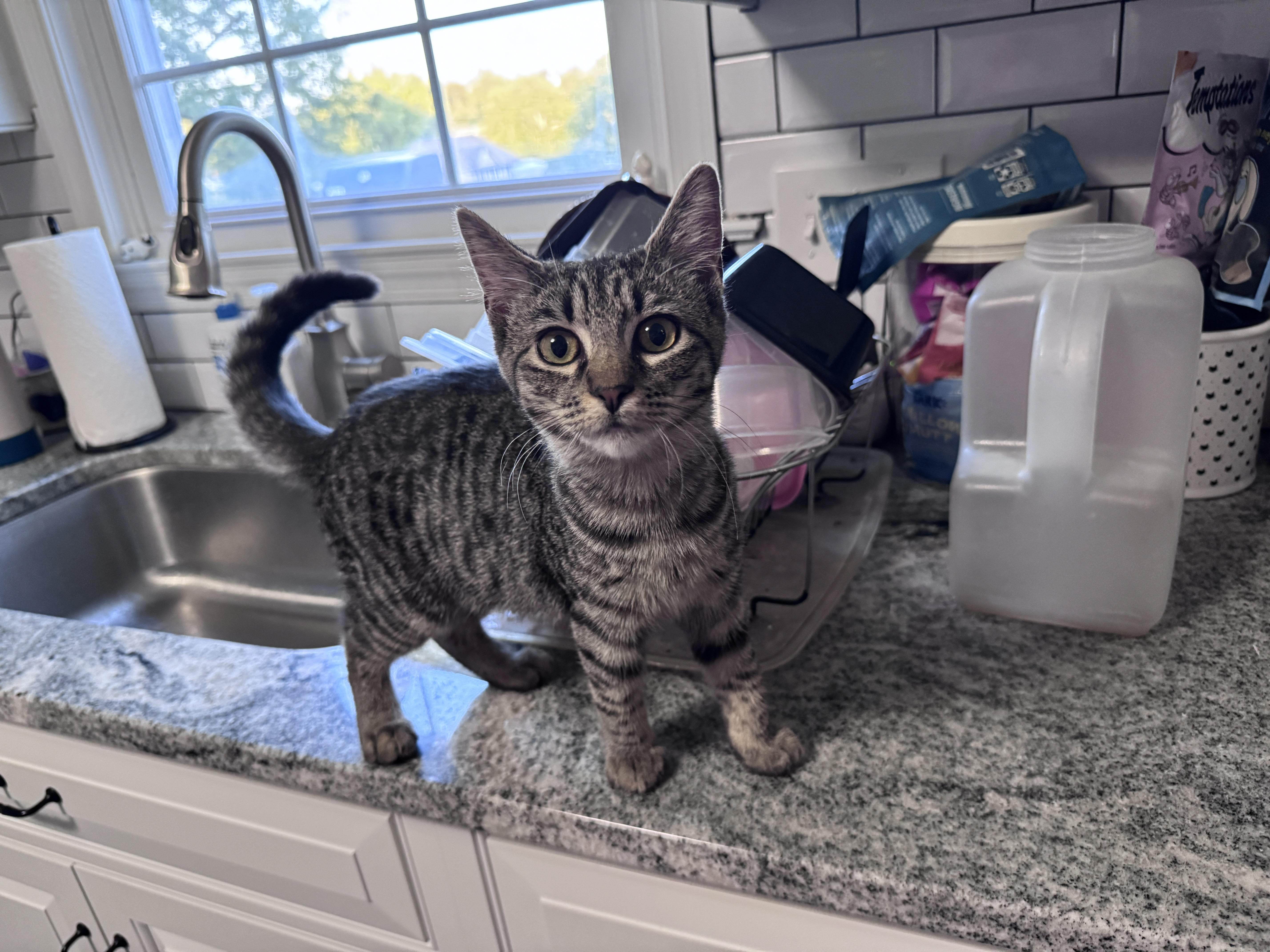 A young small-sized female Tabby (Brown / Chocolate) Domestic Short Hair cat named Greta for adoption in Pottstown, PA