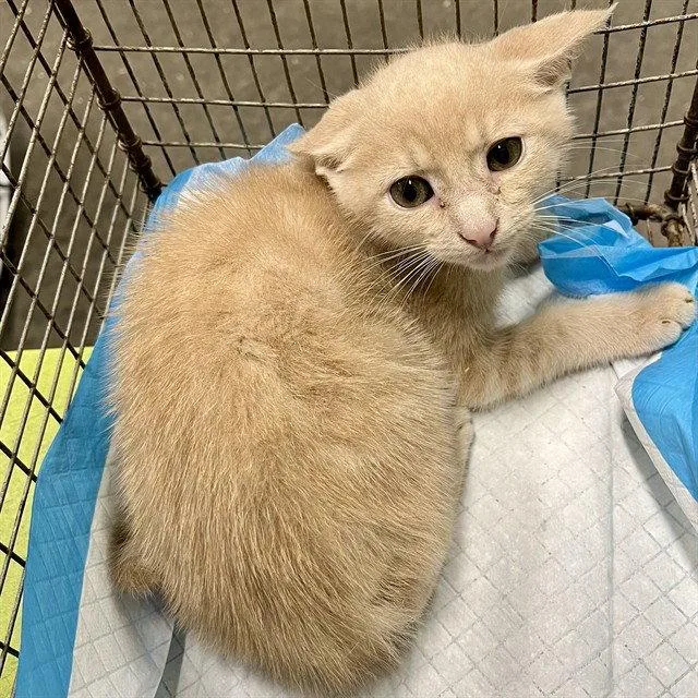 A baby small-sized male Domestic Short Hair cat named Scallop for adoption in Tavares, FL