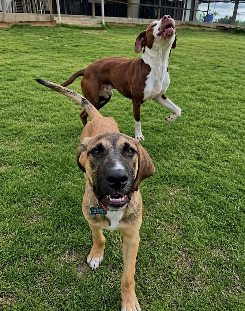 A baby large-sized male Shepherd dog named Lemon for adoption in Princeton, MA