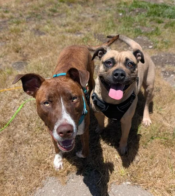 An adult medium-sized female Mastiff dog named Subaru for adoption in Santa Rosa, CA