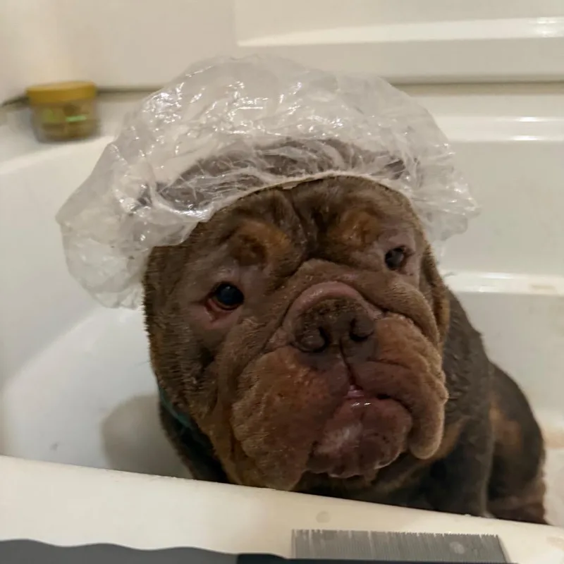 An adult large-sized male English Bulldog dog named Russell for adoption in Huber Heights, OH