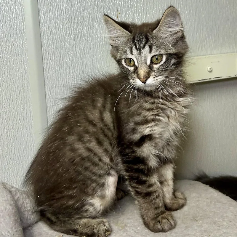 A young medium-sized female Maine Coon cat named BoPeep for adoption in Norwood, OH