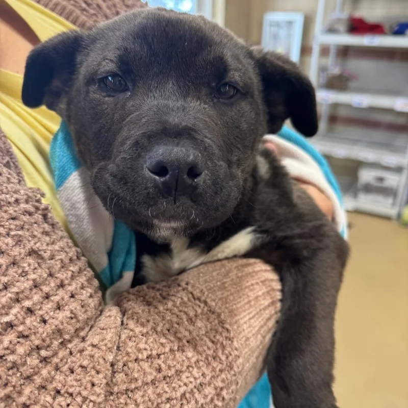 A young large-sized male Black Mixed Breed dog named Andre the Giant for adoption in Winston-Salem, NC
