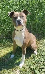 An adult medium-sized male Pit Bull Terrier dog named Buddy for adoption in Lake City, MI