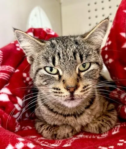 An adult medium-sized female Domestic Short Hair cat named Dory for adoption in Fernandina Beach, FL