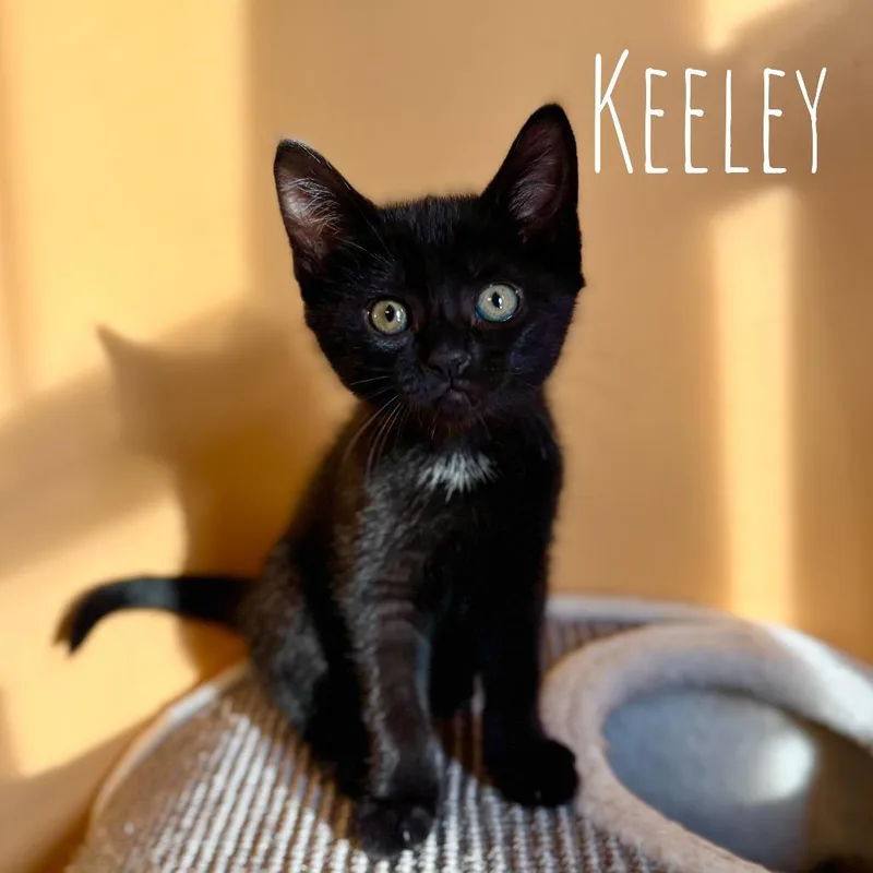 A baby small-sized female Domestic Short Hair cat named Keeley for adoption in Washington, PA