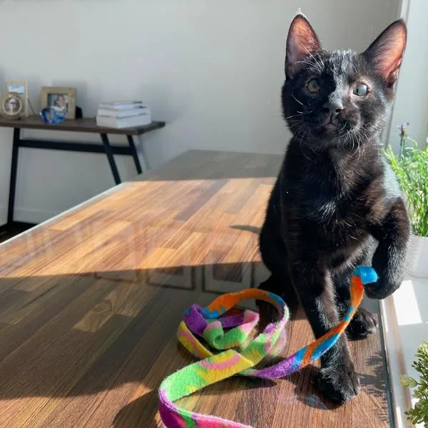 Ben  Bonded Buddy thumbnail 2