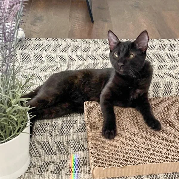 Ben  Bonded Buddy thumbnail 3