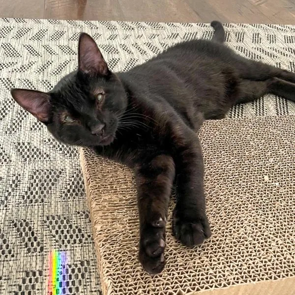 Ben  Bonded Buddy thumbnail 5