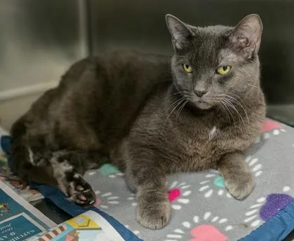 A young small-sized female Domestic Short Hair cat named Paisley for adoption in Bridgewater, NJ