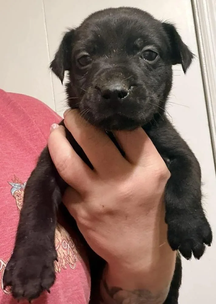 A baby small-sized male Black Labrador Retriever dog named Song for adoption in Poplar Grove, IL