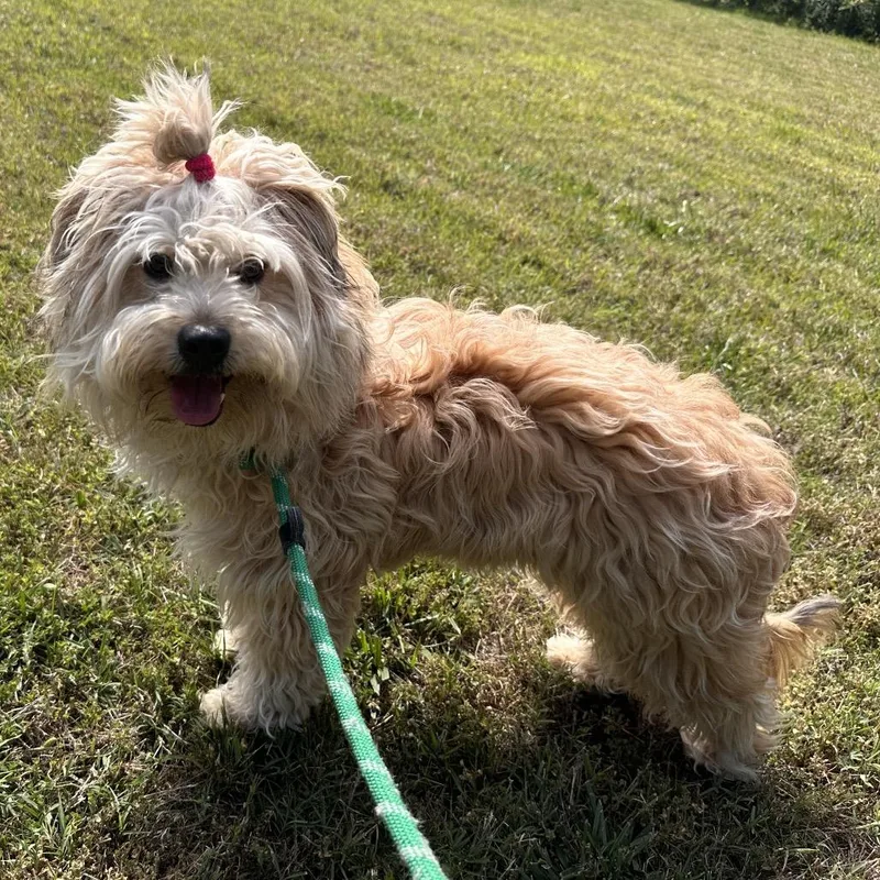 A young small-sized male Yellow / Tan / Blond / Fawn Poodle dog named Sploot for adoption in Chesapeake, VA