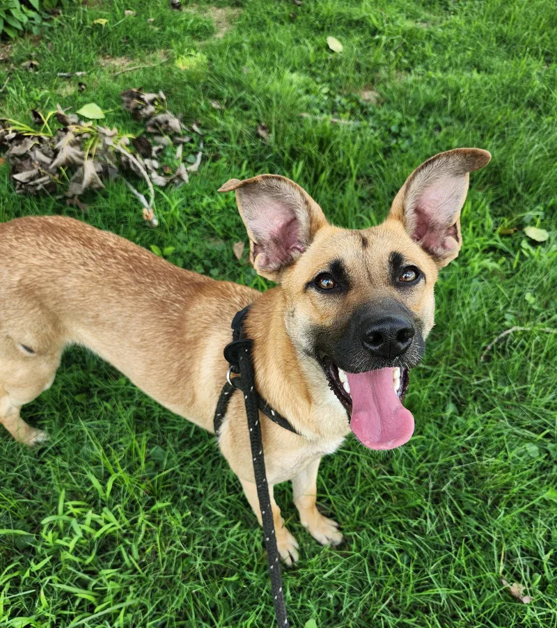 An adult medium-sized female Shepherd dog named Ivy for adoption in Greenville, KY