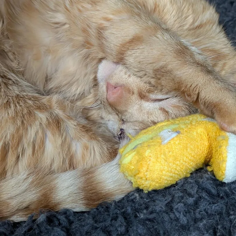 Jack Sparrow thumbnail 2