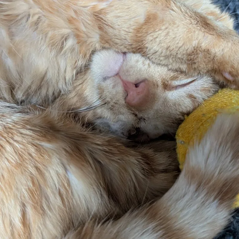 Jack Sparrow thumbnail 3