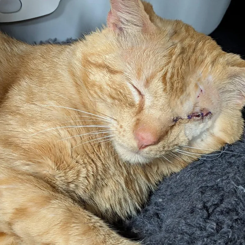 Jack Sparrow thumbnail 4