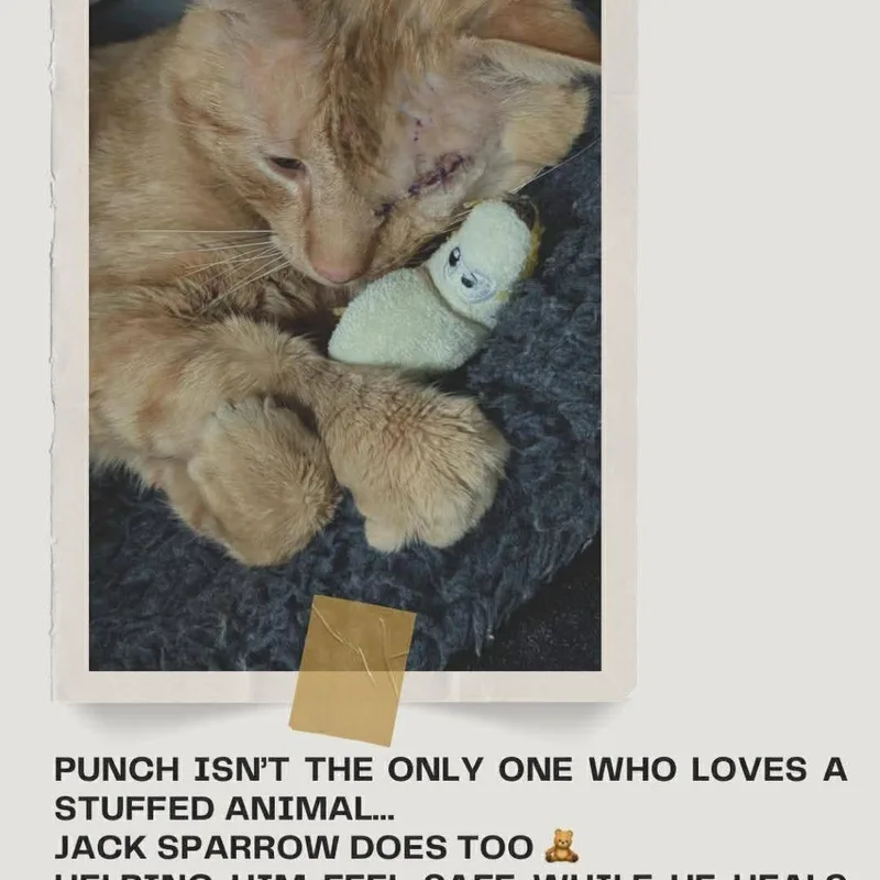 Jack Sparrow thumbnail 5