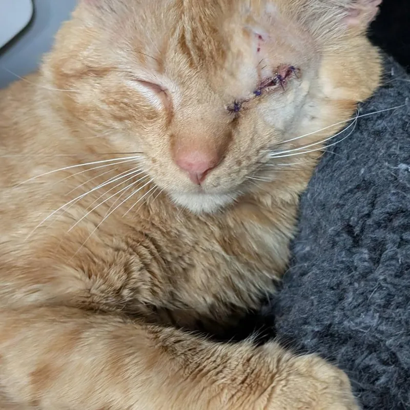 Jack Sparrow thumbnail 6