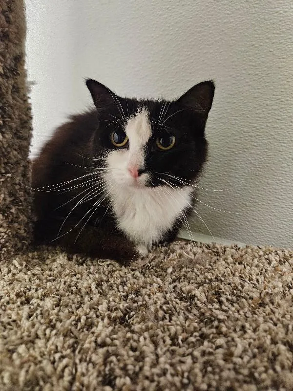 An adult medium-sized female Black & White / Tuxedo Domestic Medium Hair cat named Linda for adoption in Jackson, TN