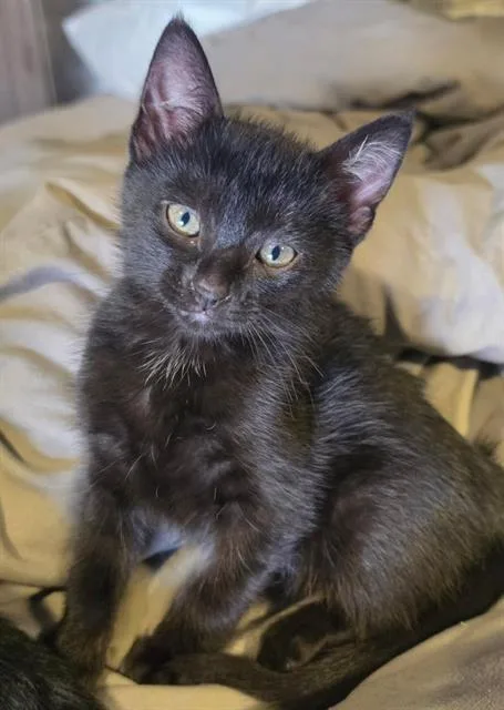 A baby small-sized male Domestic Short Hair cat named A for adoption in Chula Vista, CA