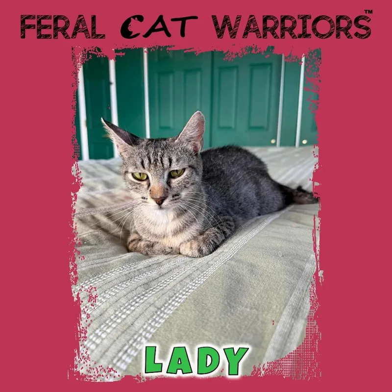 Lady