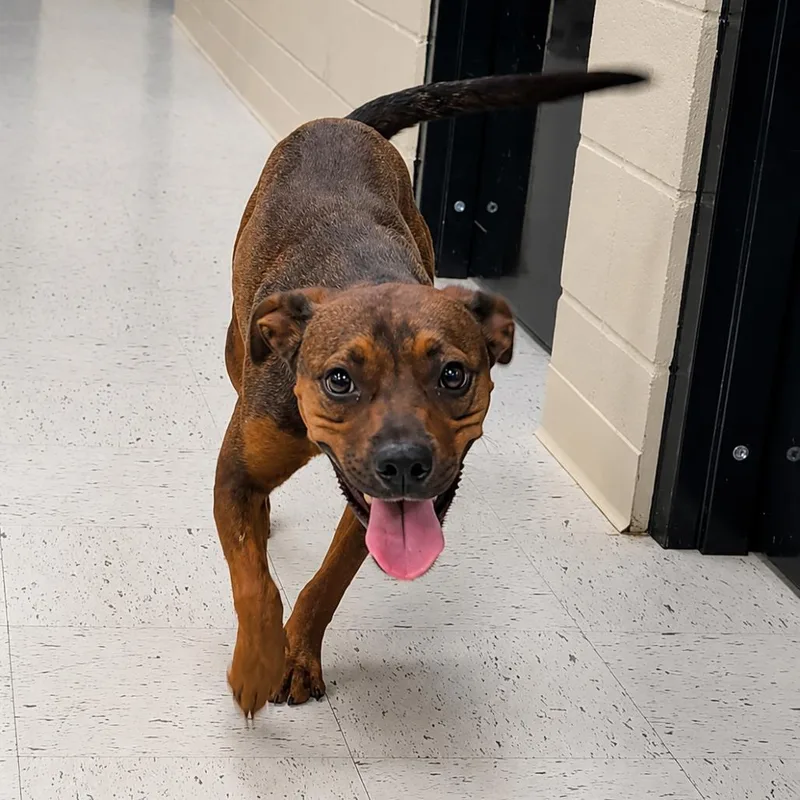 An adult medium-sized male Red / Chestnut / Orange Mixed Breed dog named Copper for adoption in CHANUTE, KS