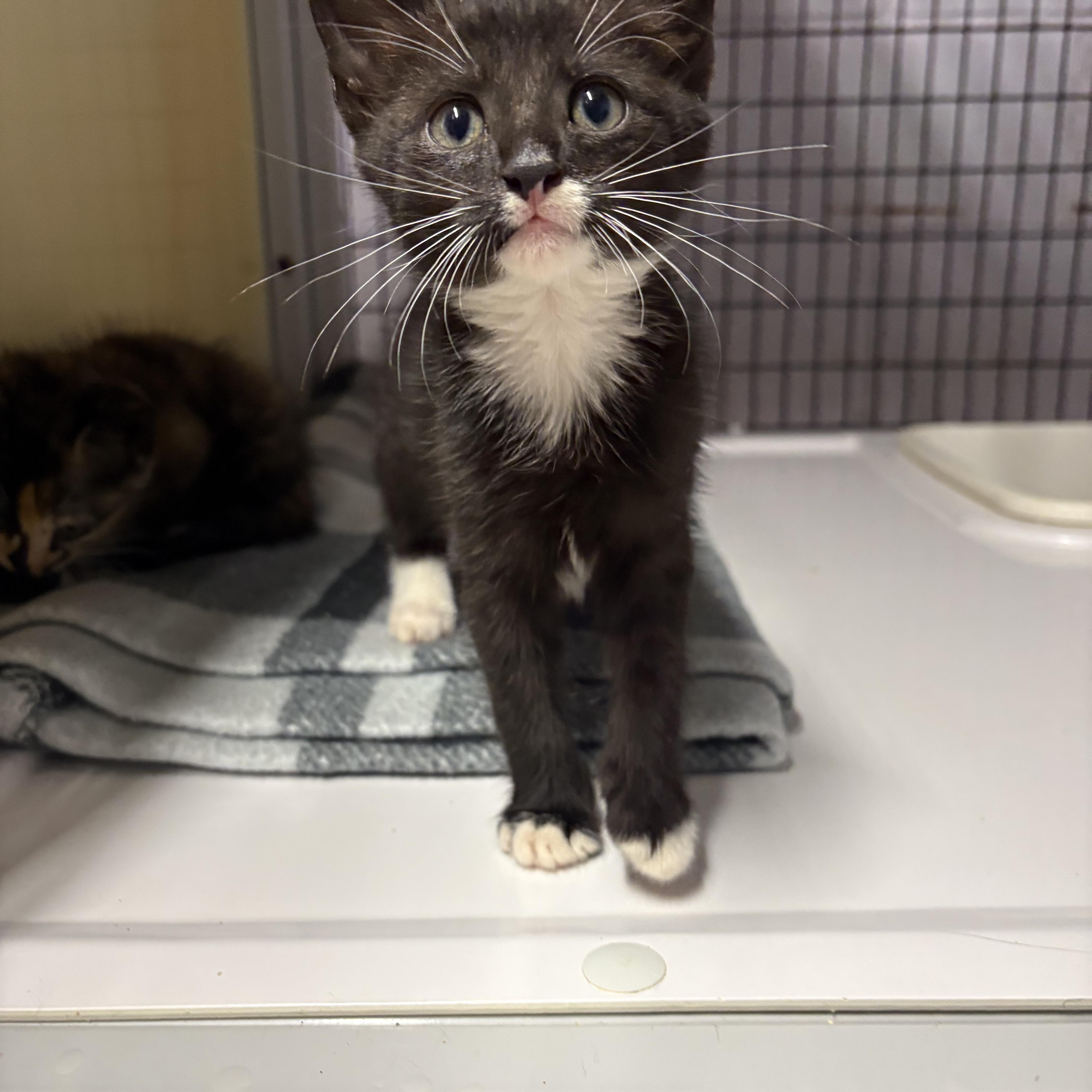 A baby medium-sized male Black & White / Tuxedo Domestic Short Hair cat named Nike for adoption in Monticello, GA