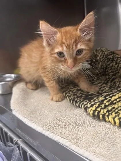 A young small-sized male Domestic Medium Hair cat named Little Engine for adoption in Roseville, CA