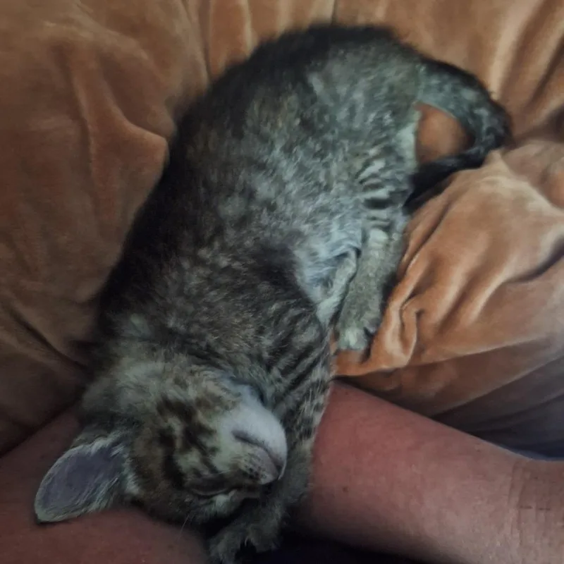 A young small-sized female Brown / Chocolate Domestic Short Hair cat named Zenna for adoption in Grantsville, UT