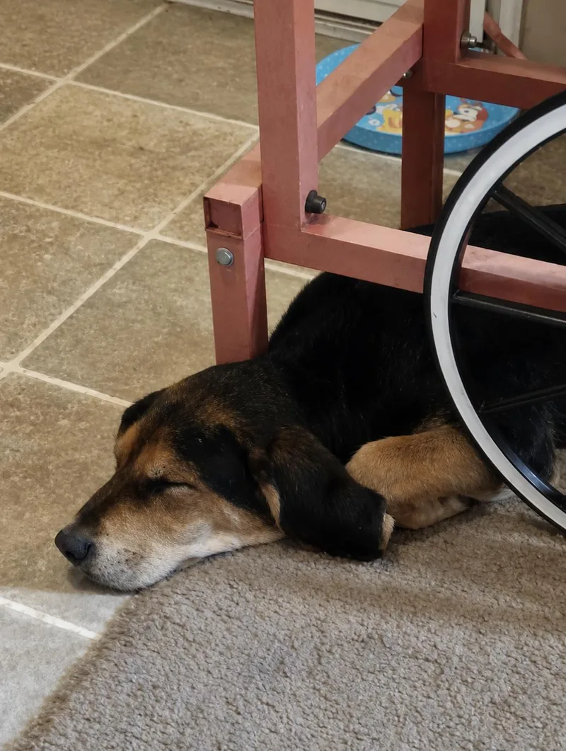 A baby small-sized male Treeing Walker Coonhound dog named Pebble for adoption in TULSA, OK